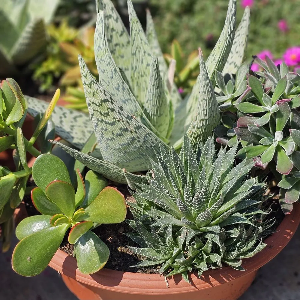 Trusted lawn mowing service for homes across Rowlett, TX - Covington's Nursery & Landscape