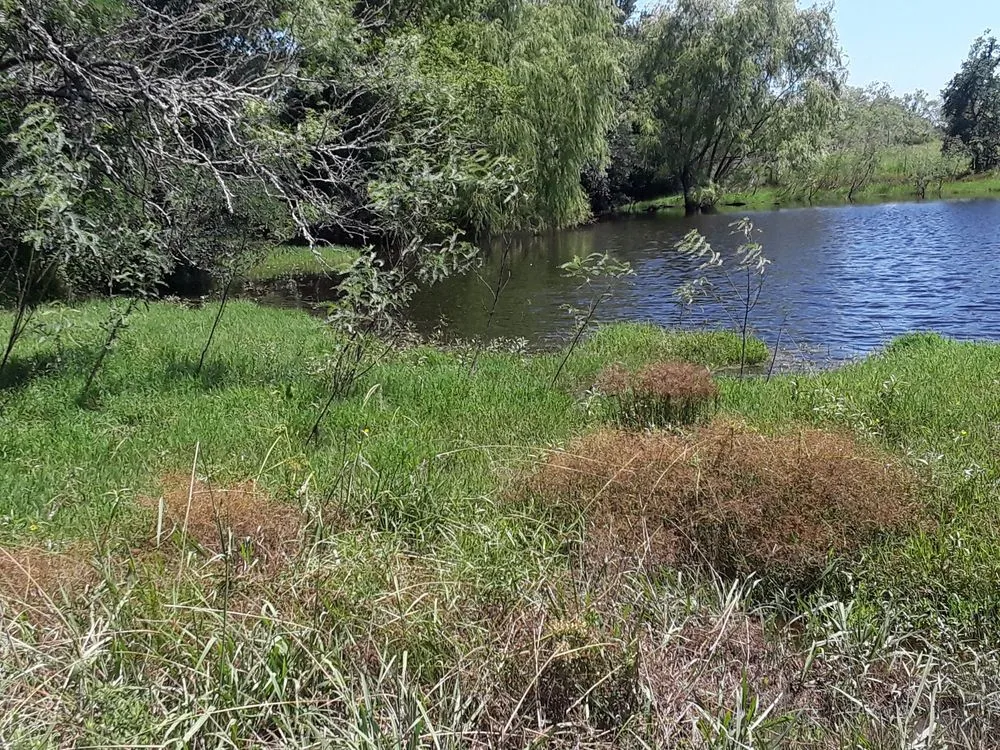 Professional lawn care service in Lockhart, TX by Cowboy Land Clearing and Cedar Removal