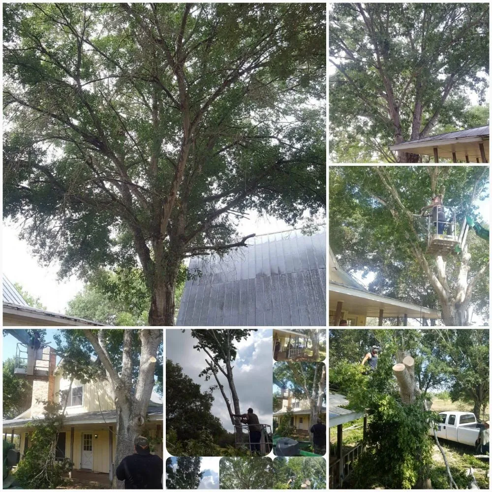 Professional yard cleanup service for year-round maintenance in Lockhart, TX by Cowboy Land Clearing and Cedar Removal