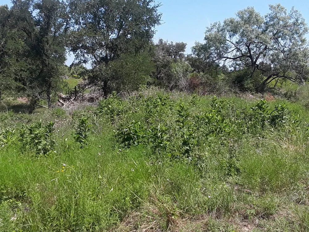 Expert landscape design experts serving Lockhart, TX - Cowboy Land Clearing and Cedar Removal