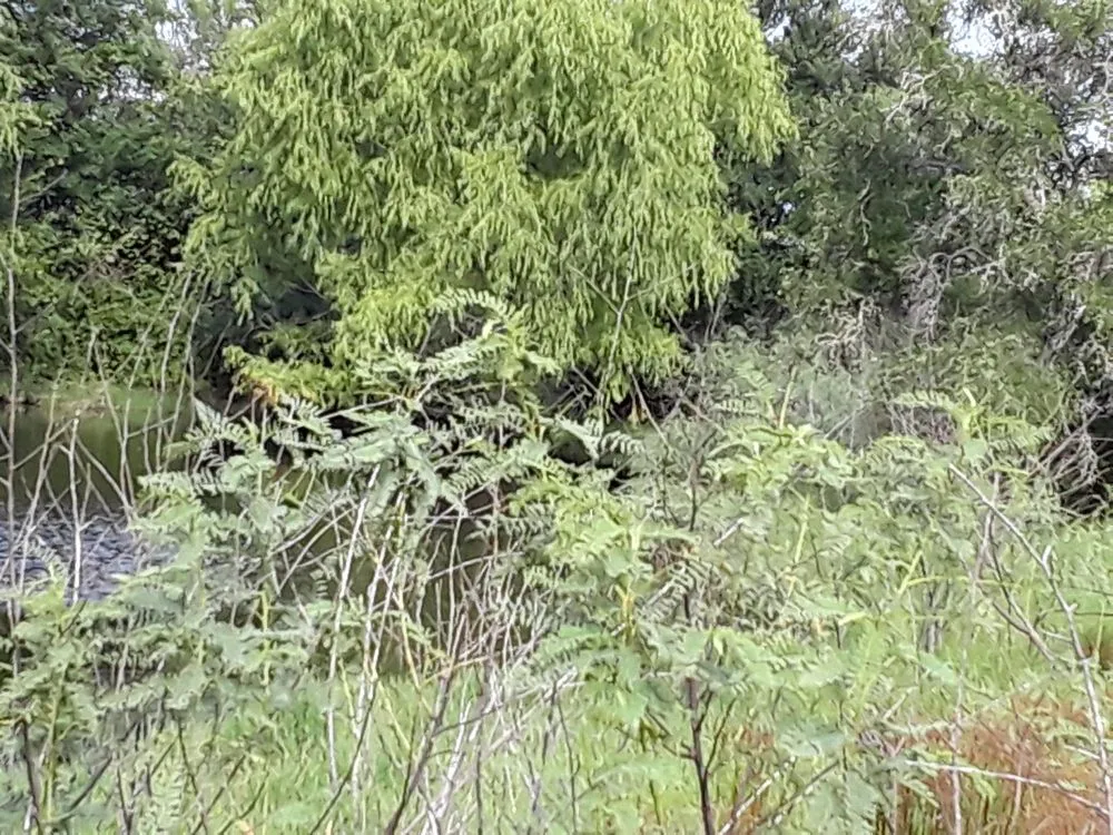 Custom lawn care service in Lockhart, TX by Cowboy Land Clearing and Cedar Removal