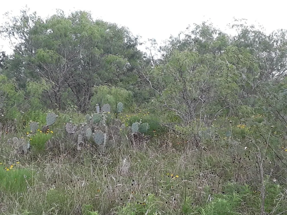 Affordable yard maintenance in Lockhart, TX - Cowboy Land Clearing and Cedar Removal