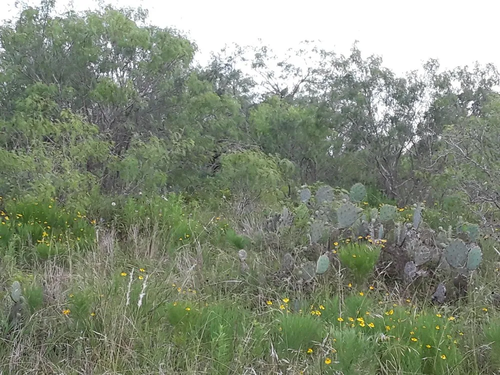 Affordable residential landscaping experts serving Lockhart, TX - Cowboy Land Clearing and Cedar Removal