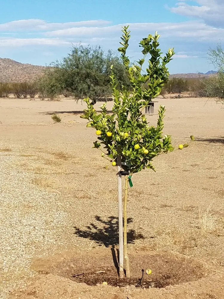 Reliable yard maintenance in Wickenburg, AZ - Cowboy Landscaping and Maintenance