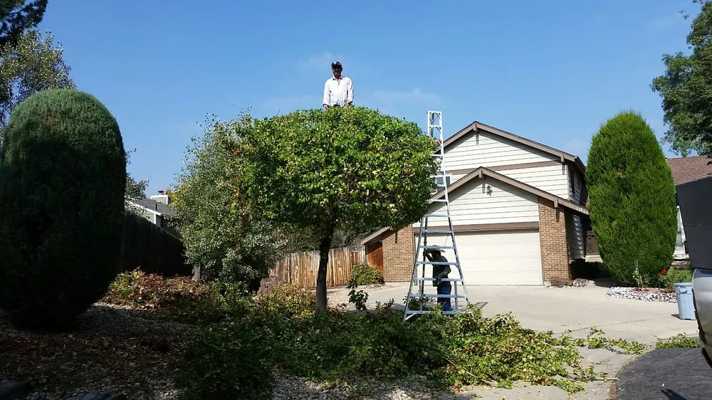 Reliable lawn mowing service in Westminster, CO by Cowboy Landscaping