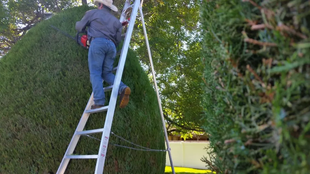 Top-rated lawn mowing service for year-round maintenance in Westminster, CO by Cowboy Landscaping