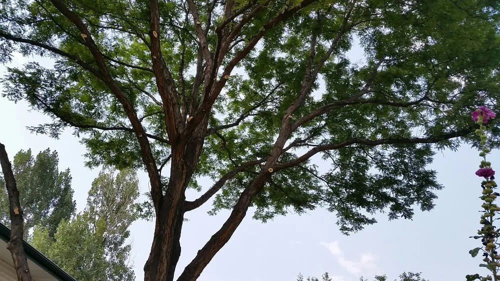 Top-rated lawn mowing service in Westminster, CO by Cowboy Landscaping