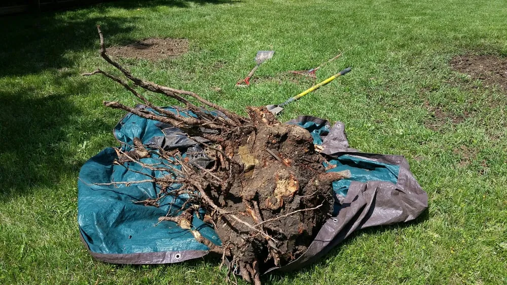 Custom yard cleanup service with custom design across Westminster, CO - Cowboy Landscaping