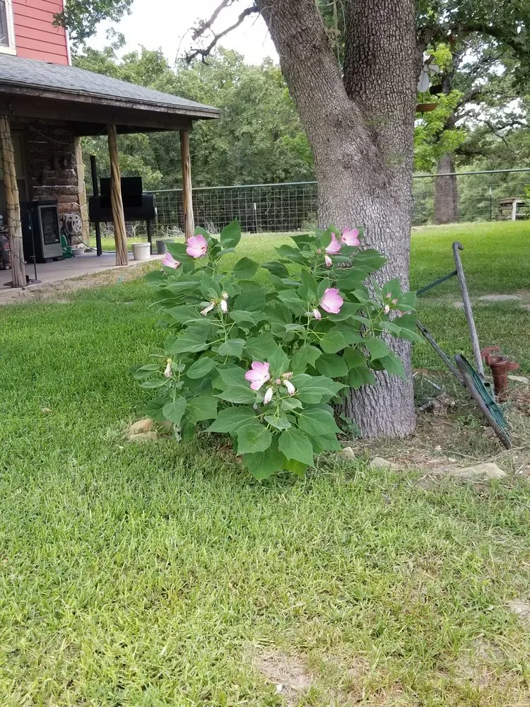 Professional garden landscaping in Springtown, TX by Cowboy Lawn Care