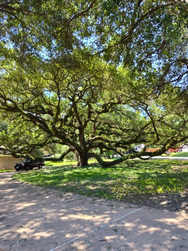 Professional yard cleanup service for year-round maintenance across Austin, TX - Cowboy Tree Service ATX