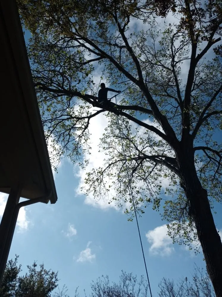 Professional residential landscaping experts serving Austin, TX - Cowboy Tree Service ATX