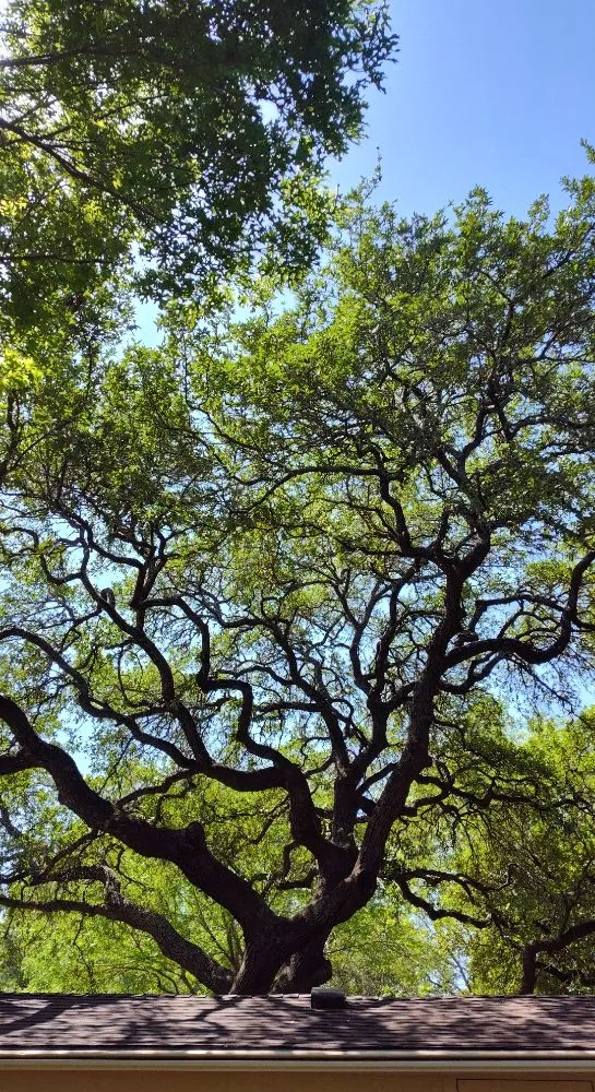 Reliable outdoor landscaping in Austin, TX - Cowboy Tree Service ATX