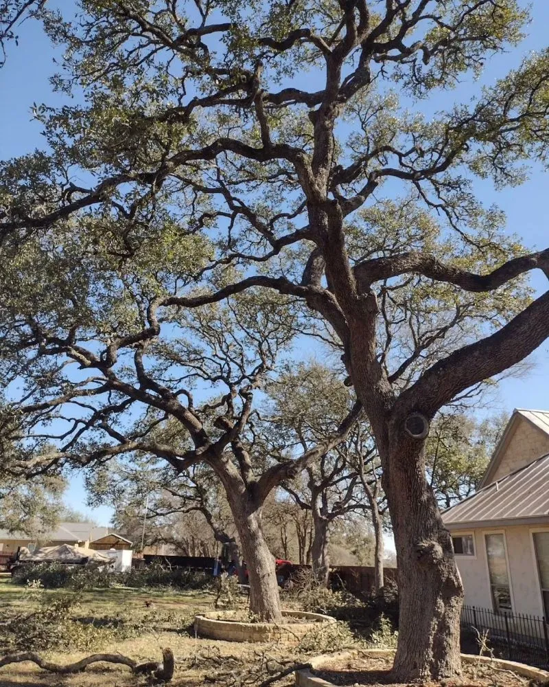 Reliable residential landscaping for residential properties across Austin, TX - Cowboy Tree Service ATX