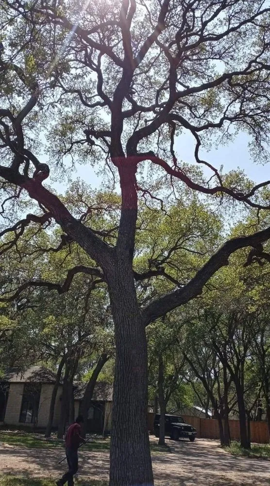 Reliable landscaping services in Austin, TX - Cowboy Tree Service ATX