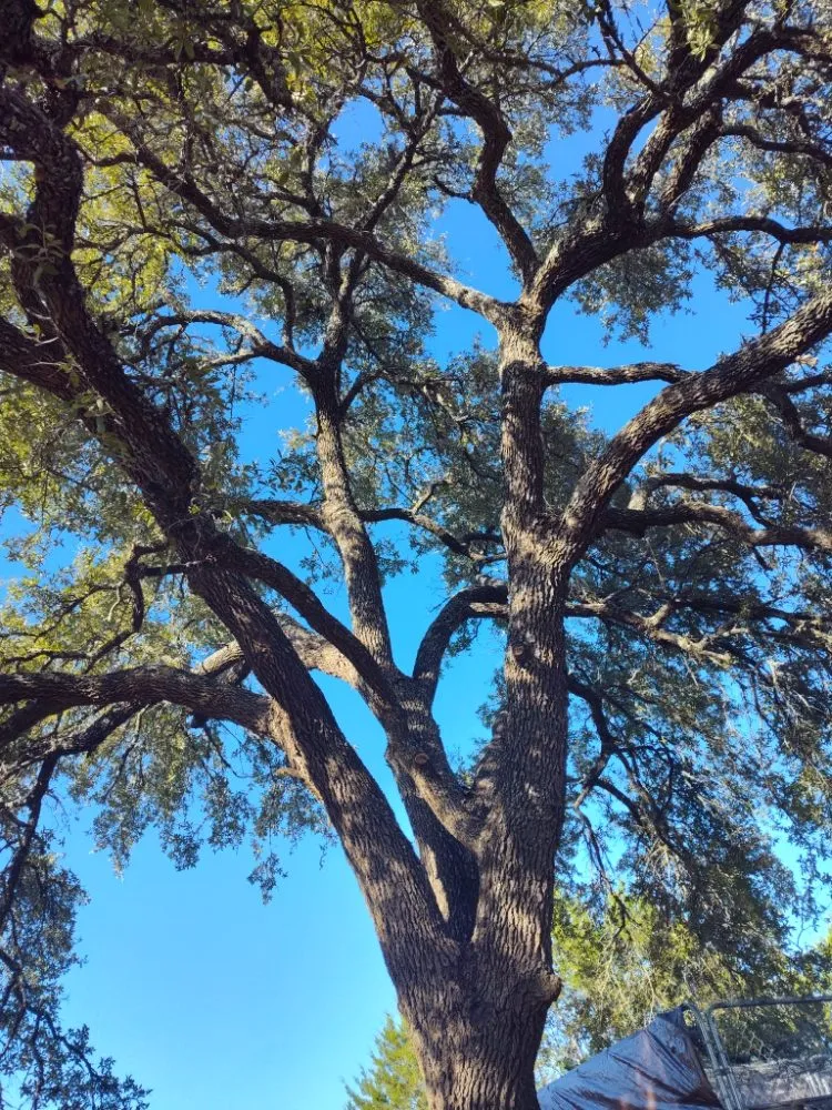 Affordable yard maintenance for year-round maintenance in Austin, TX by Cowboy Tree Service ATX