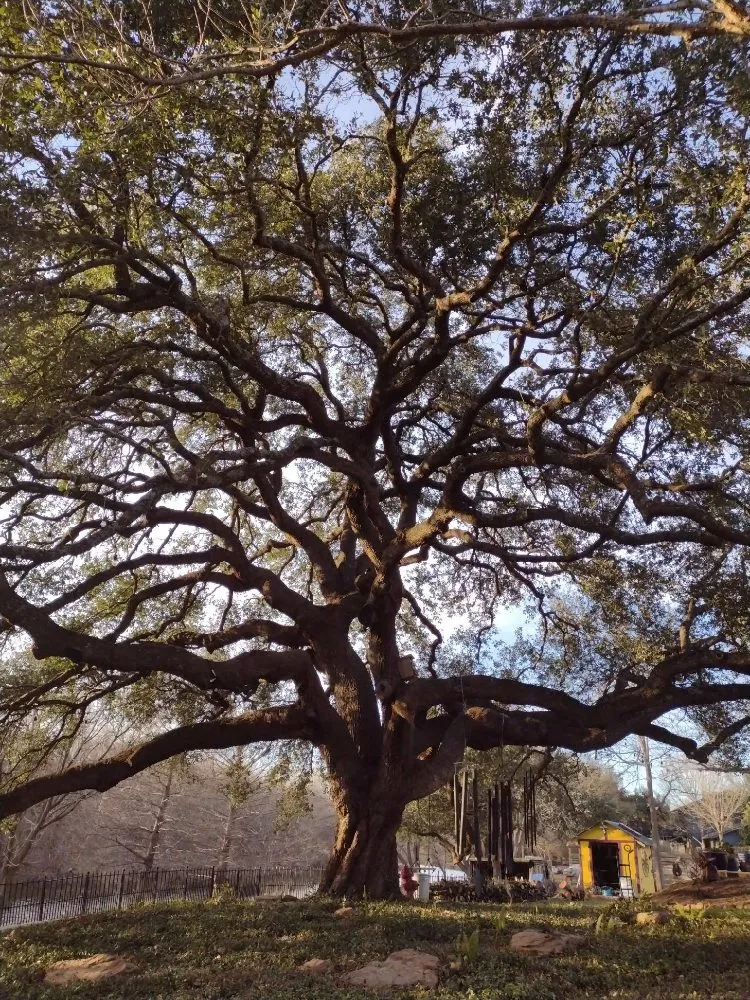 Professional residential landscaping for outdoor upgrades across Austin, TX - Cowboy Tree Service ATX