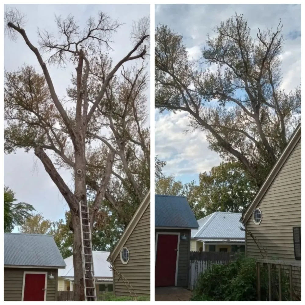 Custom outdoor landscaping in Austin, TX by Cowboy Tree Service ATX