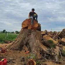 Trusted yard maintenance in Cleveland, TX - Cowboy Yeti Services