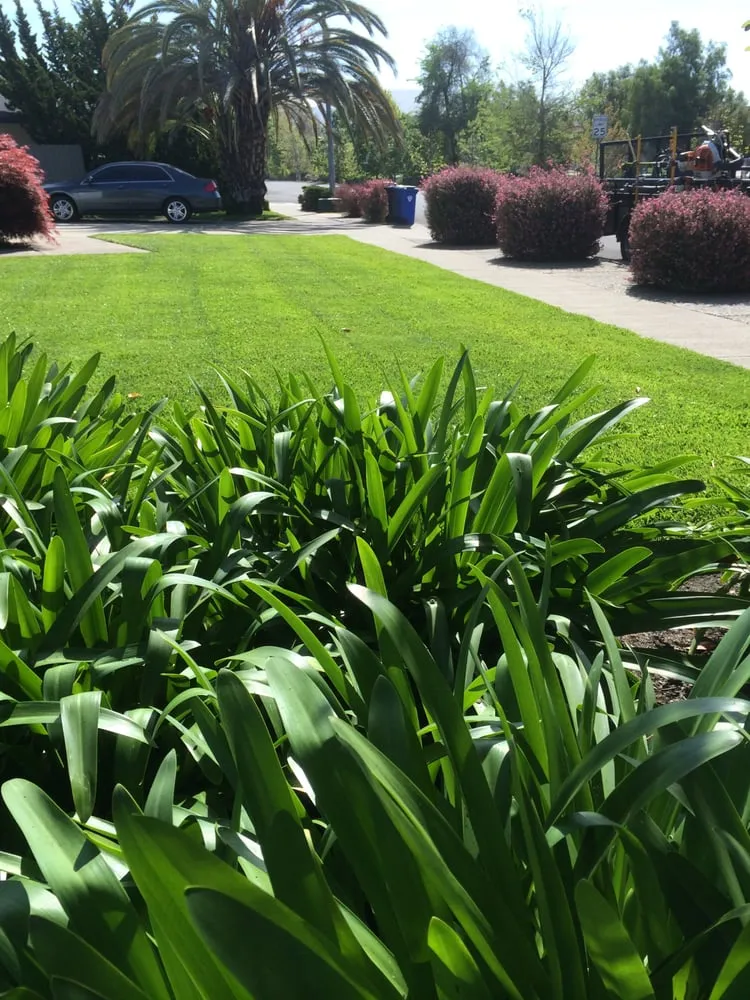 Local lawn care service in Napa, CA - Cowell & Company Landscape Management