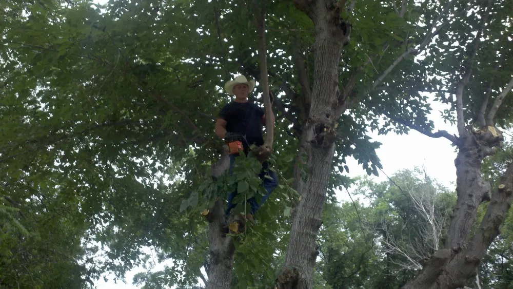 Affordable landscape installation with custom design in Fort Worth, TX by Cowtown Tree & Land