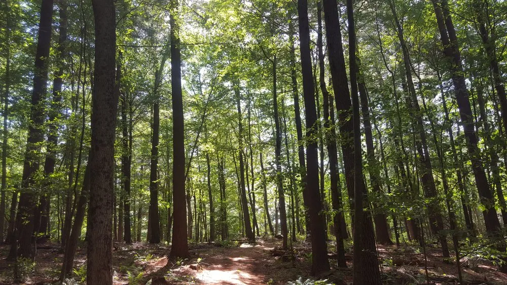 Trusted yard maintenance for beautiful yards in Penn Valley, PA by Cox & Company Inc Tree and Landscape Services
