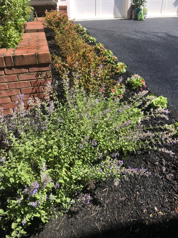 Custom yard cleanup service in McLean, VA by Cox Landscape Contractors