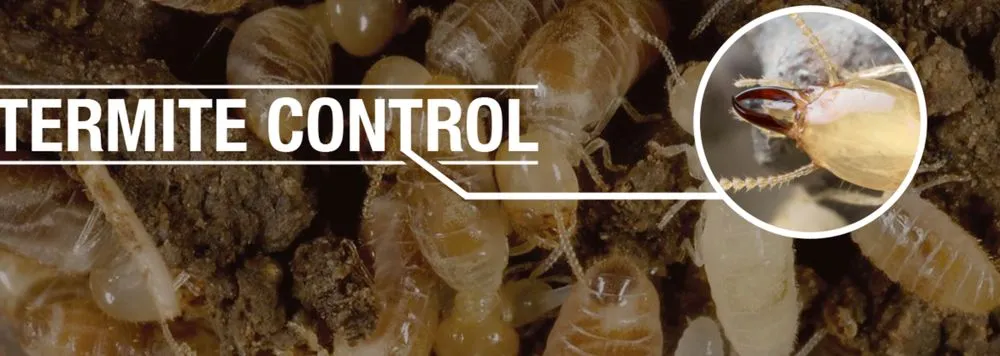 Professional residential landscaping for beautiful yards in Arcadia, FL by Cox Pest Control Management