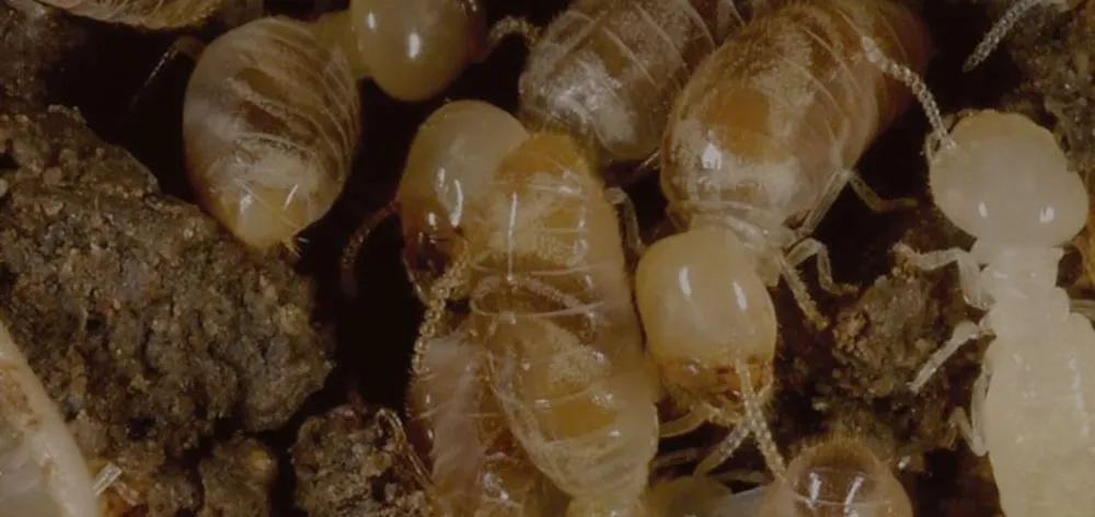 Top-rated landscape design for homes across Arcadia, FL - Cox Pest Control Management