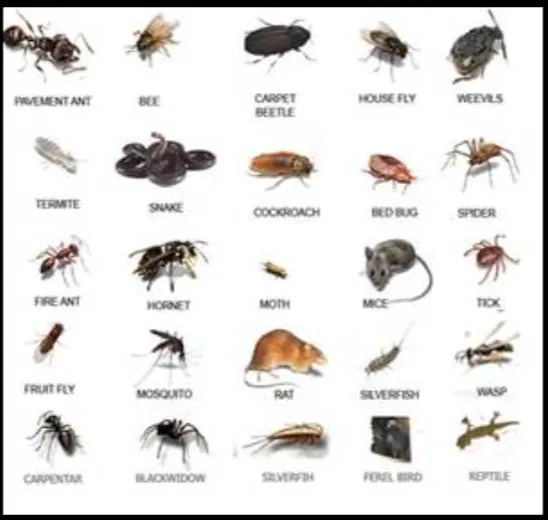 Reliable outdoor landscaping with custom design across Arcadia, FL - Cox Pest Control Management