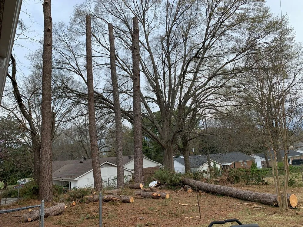 Affordable yard cleanup service near you in Jackson, TN by Cox Tree Removal
