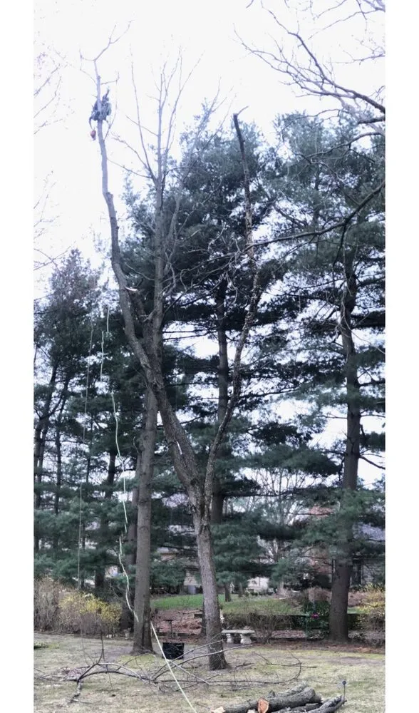 Reliable outdoor landscaping experts serving Toledo, OH - Coxs Tree and Lawn Care