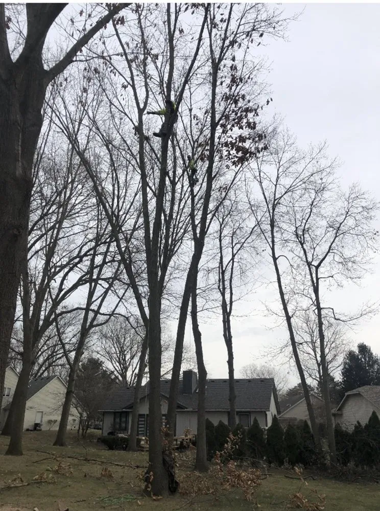 Expert lawn care service in Toledo, OH by Coxs Tree and Lawn Care