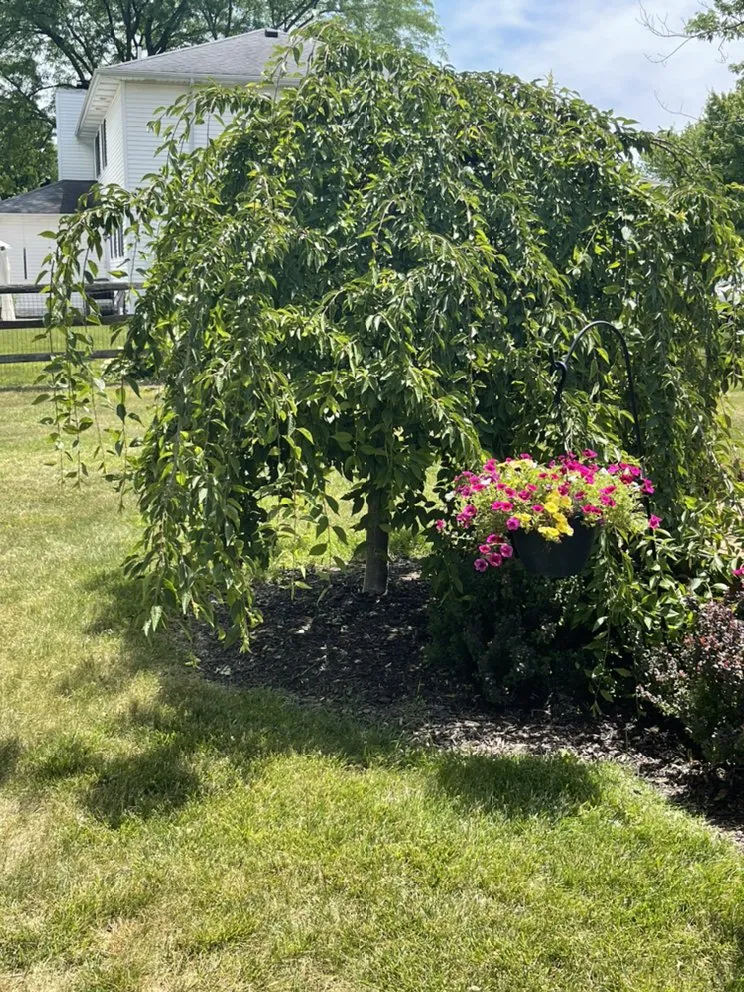 Custom yard cleanup service experts serving Toledo, OH - Coxs Tree and Lawn Care