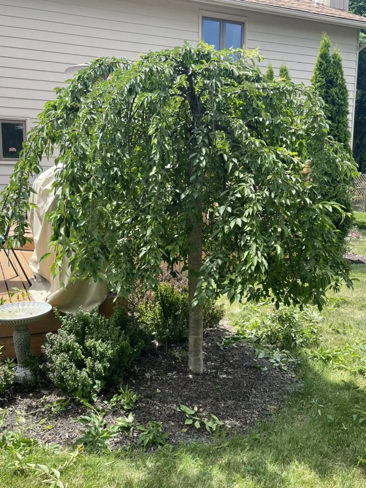 Affordable landscape installation for year-round maintenance in Toledo, OH by Coxs Tree and Lawn Care