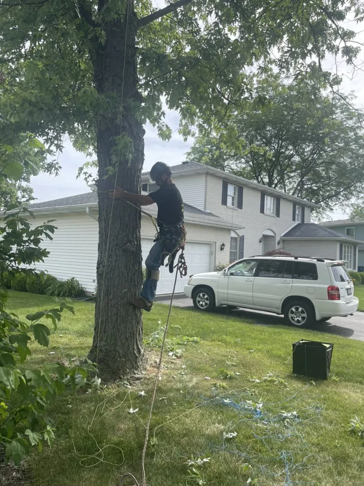 Local yard maintenance in Toledo, OH - Coxs Tree and Lawn Care