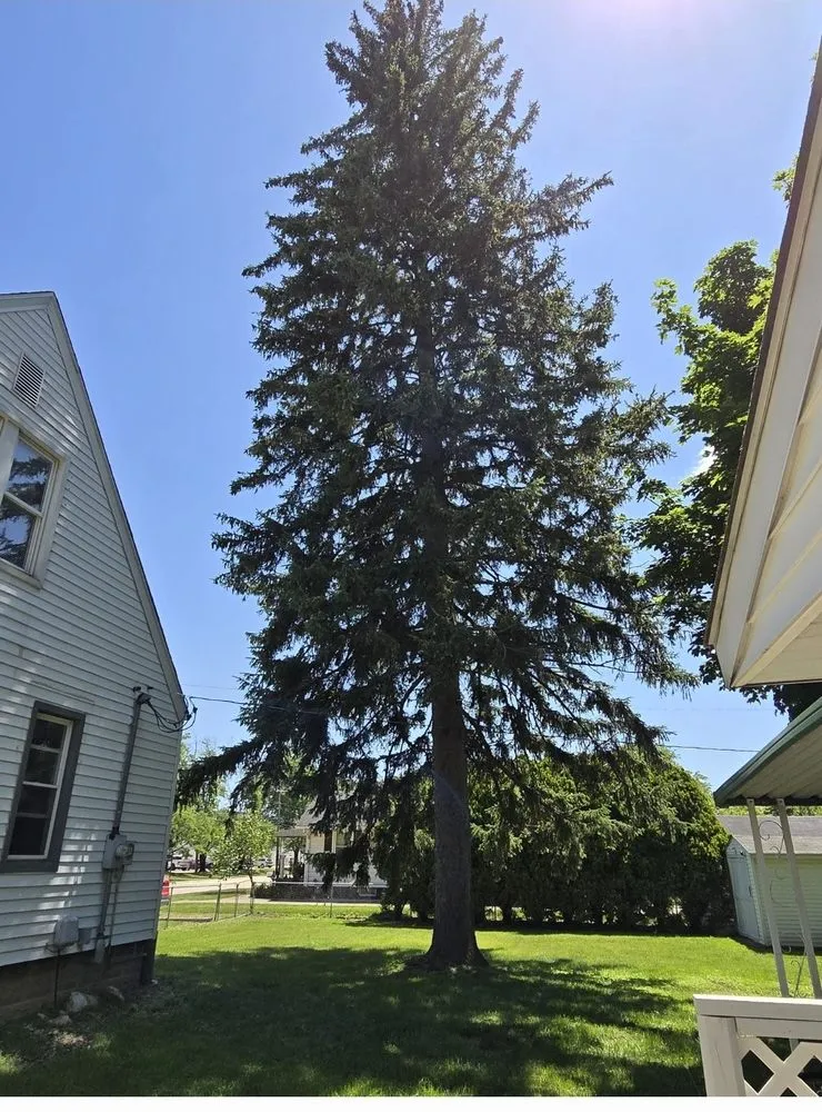 Affordable yard cleanup service for beautiful yards across Toledo, OH - Coxs Tree and Lawn Care