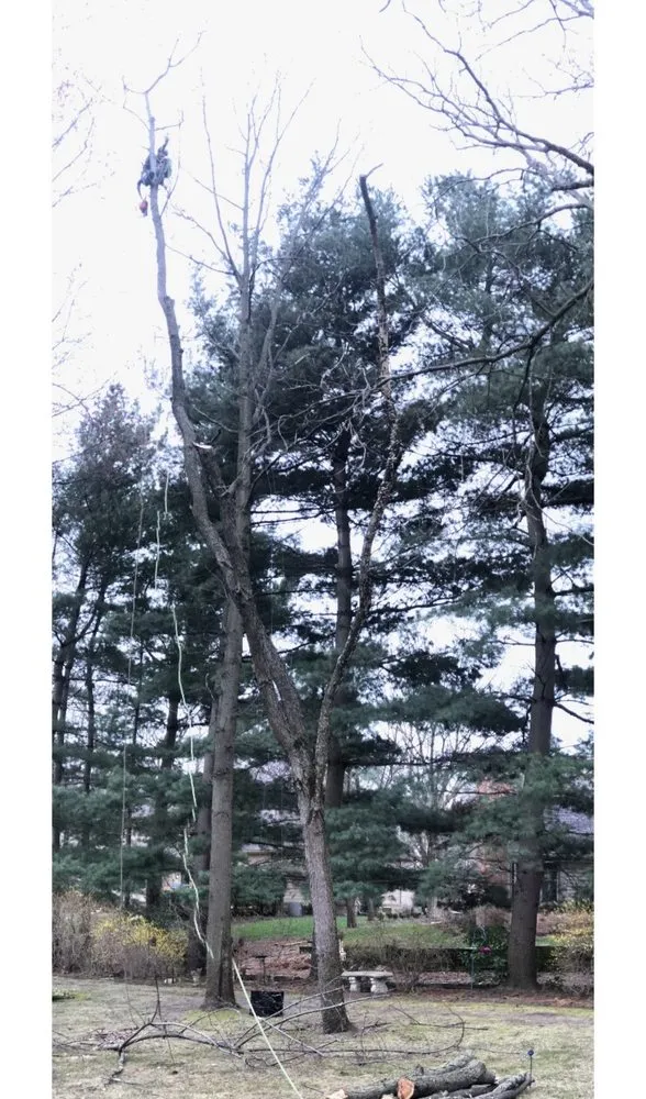 Local lawn care service experts serving Toledo, OH - Coxs Tree and Lawn Care