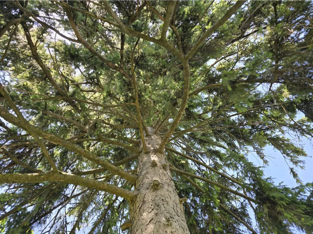 Reliable yard cleanup service in Toledo, OH by Coxs Tree and Lawn Care