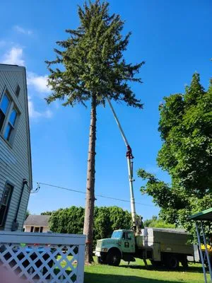 Coxs Tree and Lawn Care Logo