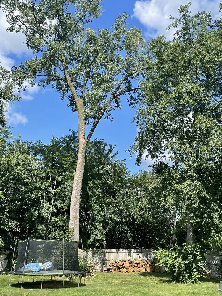 Local lawn care service in Carpentersville, IL by Coy Tree Service