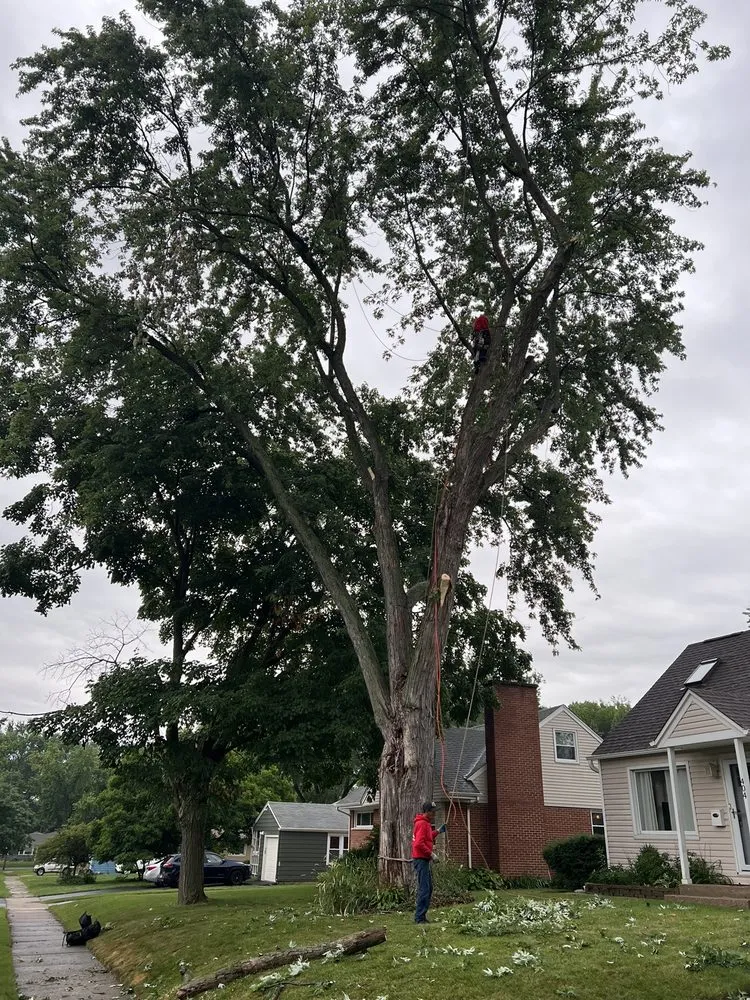 Affordable yard cleanup service for year-round maintenance in Carpentersville, IL by Coy Tree Service