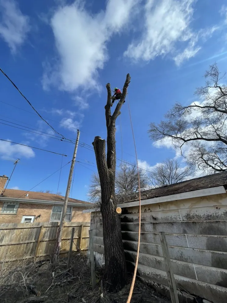 Affordable landscape installation in Carpentersville, IL by Coy Tree Service