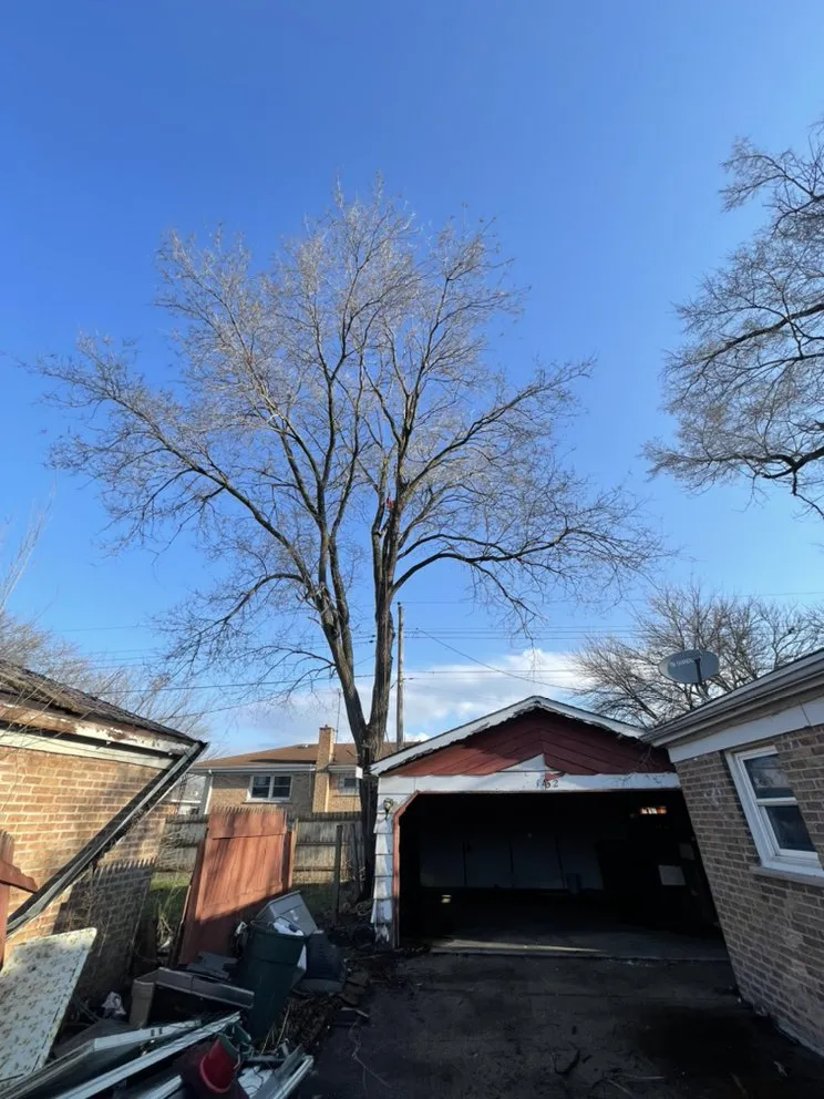 Trusted residential landscaping with custom design in Carpentersville, IL by Coy Tree Service