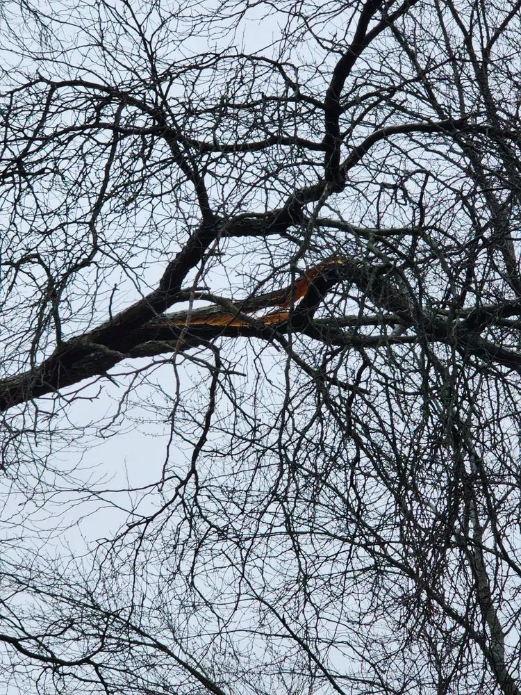 Local landscaping services experts serving Carpentersville, IL - Coy Tree Service