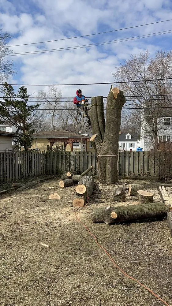 Custom landscape installation in Carpentersville, IL - Coy Tree Service