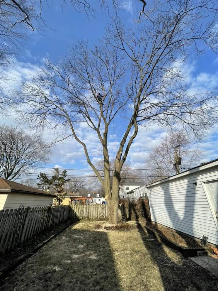Top-rated garden landscaping for outdoor upgrades across Carpentersville, IL - Coy Tree Service