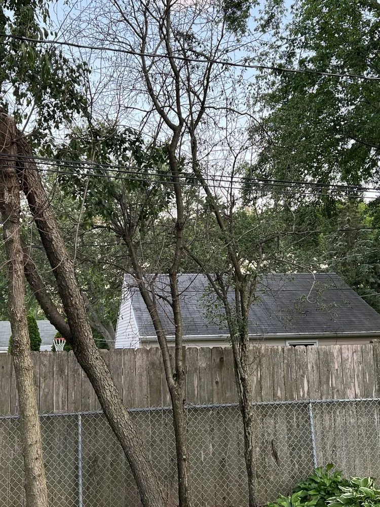 Reliable lawn care service experts serving Carpentersville, IL - Coy Tree Service