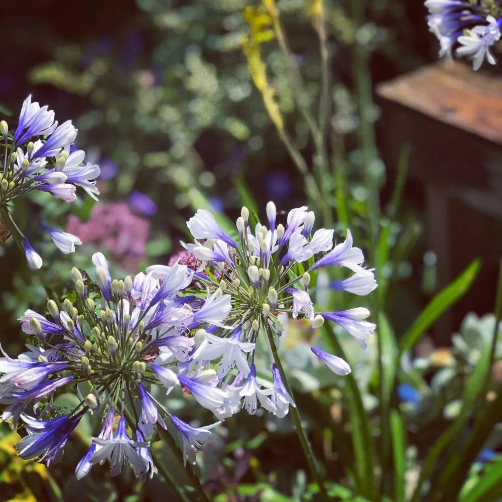 Expert yard cleanup service in Neskowin, OR by Coyote Gardens