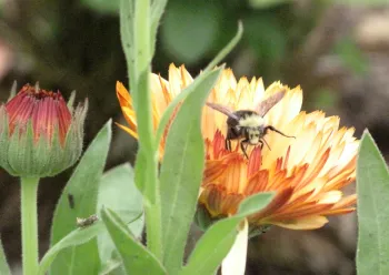 Affordable outdoor landscaping in Neskowin, OR - Coyote Gardens