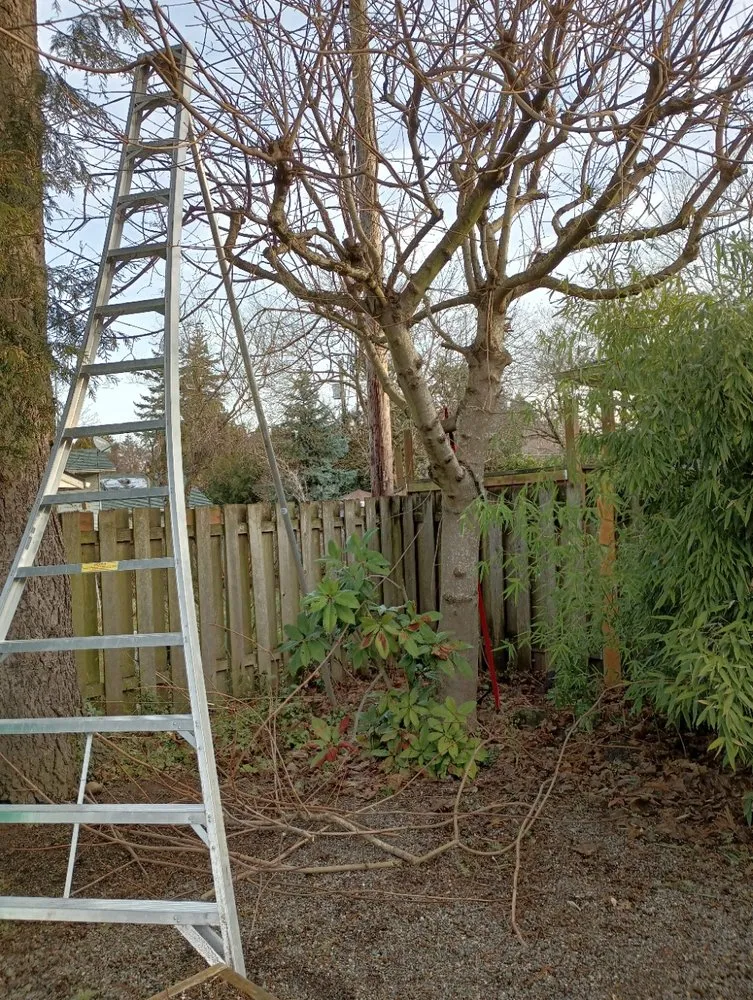 Trusted yard cleanup service in Portland, OR by Coyote West